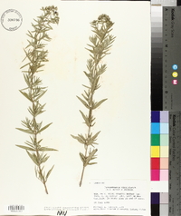 Pycnanthemum virginianum image