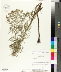 Pycnanthemum virginianum image
