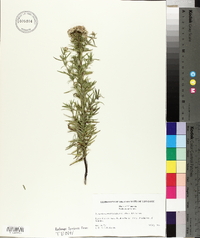Pycnanthemum virginianum image