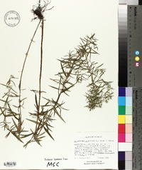 Pycnanthemum virginianum image
