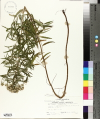 Pycnanthemum virginianum image
