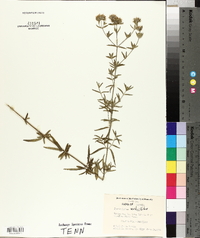 Pycnanthemum verticillatum image