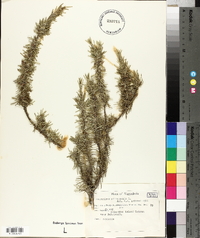 Rosmarinus officinalis image