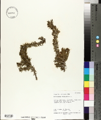 Rosmarinus officinalis image