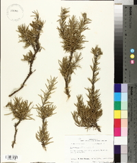 Rosmarinus officinalis image