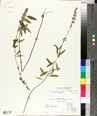 Salvia azurea image