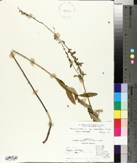 Salvia azurea image