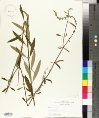 Salvia azurea image