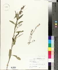 Salvia azurea image