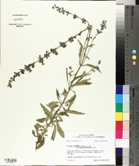 Salvia azurea image