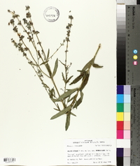 Salvia azurea image