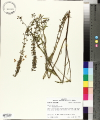 Salvia azurea image