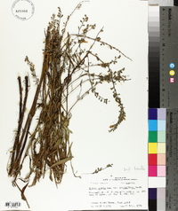 Salvia azurea image