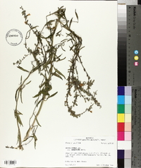 Salvia azurea image