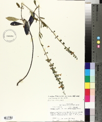 Salvia azurea image