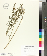 Salvia azurea image