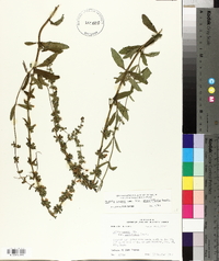 Salvia azurea image
