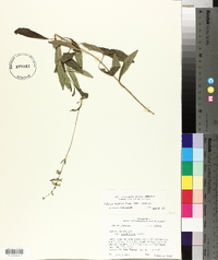 Salvia azurea image