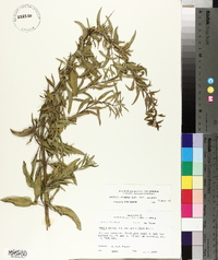 Salvia azurea image