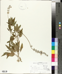 Salvia farinacea image