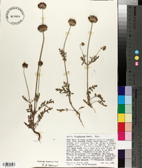 Salvia columbariae image