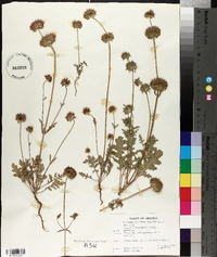 Salvia columbariae image