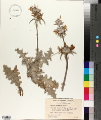Salvia carduacea image