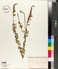 Salvia lemmonii image