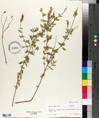 Salvia lemmonii image
