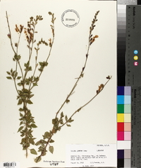 Salvia lemmonii image