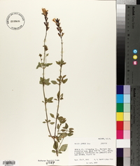 Salvia lemmonii image