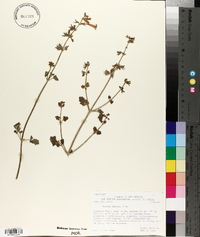 Salvia henryi image