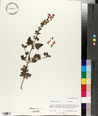 Salvia henryi image