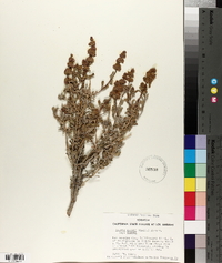 Salvia dorrii subsp. dorrii image