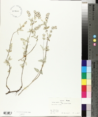 Salvia parryi image