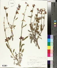 Salvia officinalis image