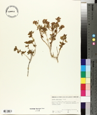 Salvia mohavensis image