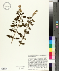Salvia microphylla image