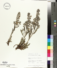 Salvia texana image