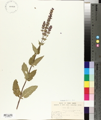 Salvia × sylvestris image