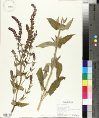 Salvia × sylvestris image