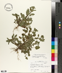 Scutellaria thieretii image