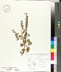 Salvia pinguifolia image