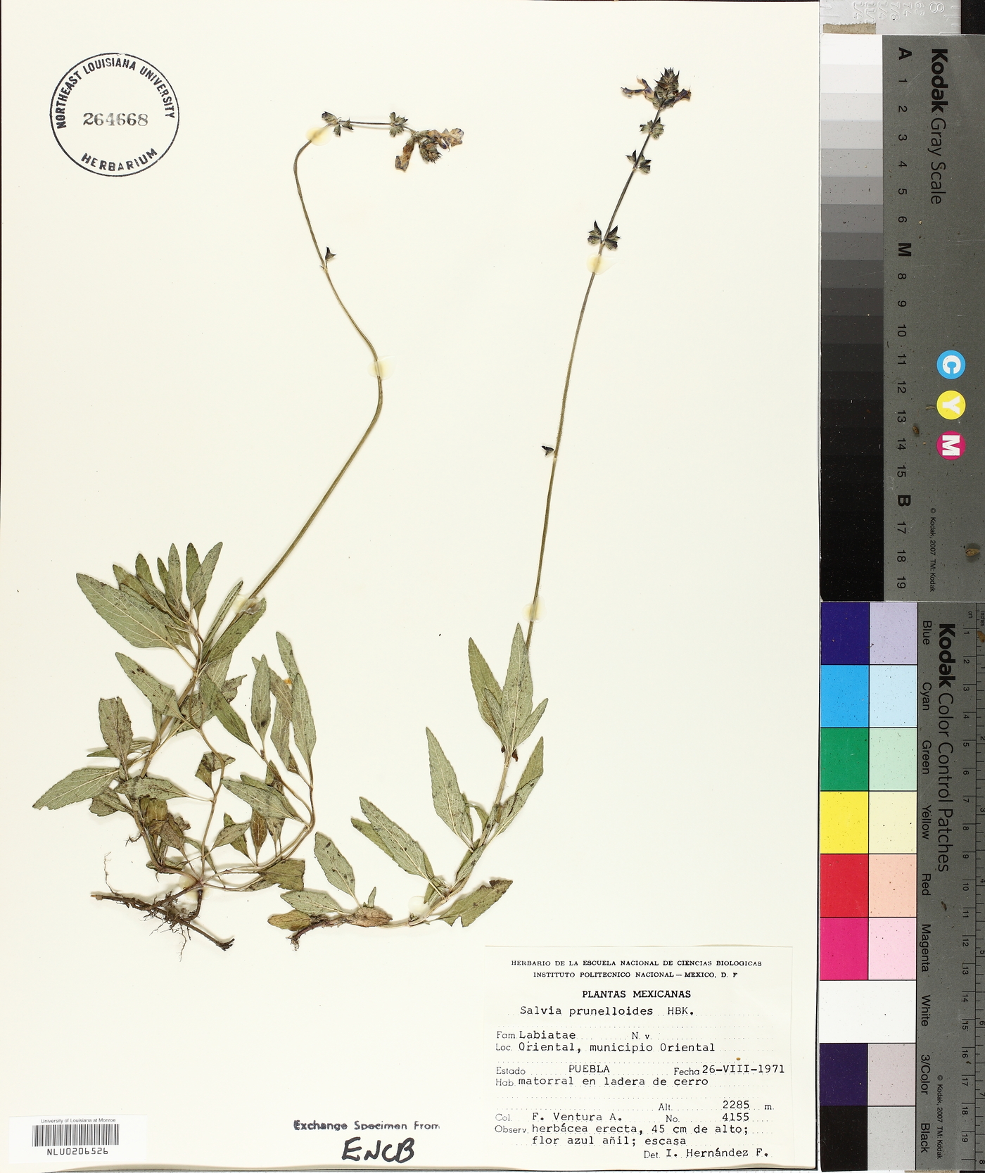 Salvia prunelloides image