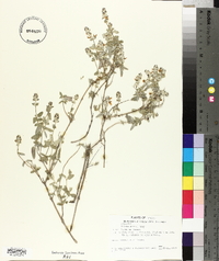Salvia parryi image