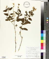 Salvia microphylla image