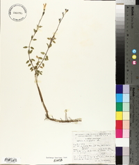 Salvia microphylla image