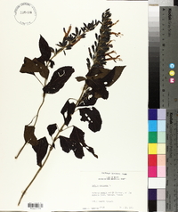 Salvia mexicana image