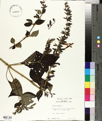 Salvia mexicana image