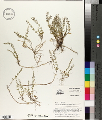 Scutellaria racemosa image